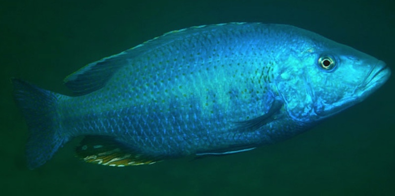 Dimidiochromis kiwinge 'Zimbawe Rock'